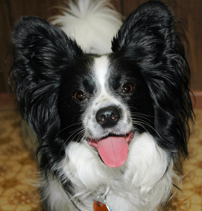 Gizmo is a three-year-old Pappilon whose sunny disposition is without peer in the canine world.