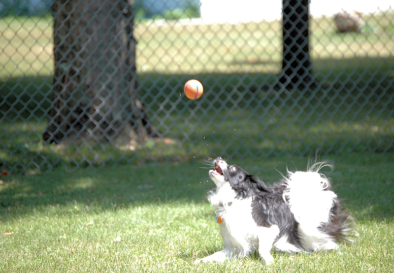 Gizmo waits patiently for the ball to come to him.