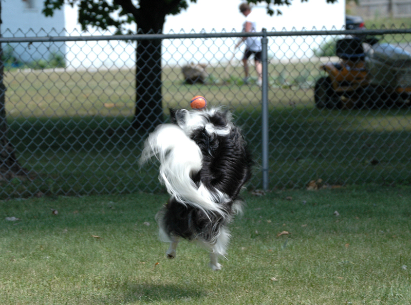 Air Gizmo!  Another action photo.  See if you can find his face!