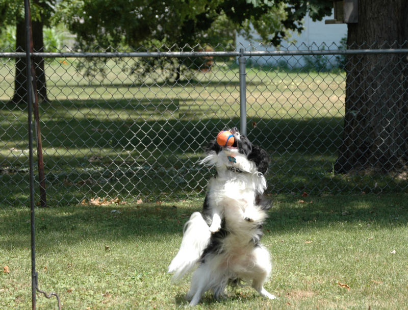 There you go!  You can see his intensity as he plays his favorite sport.