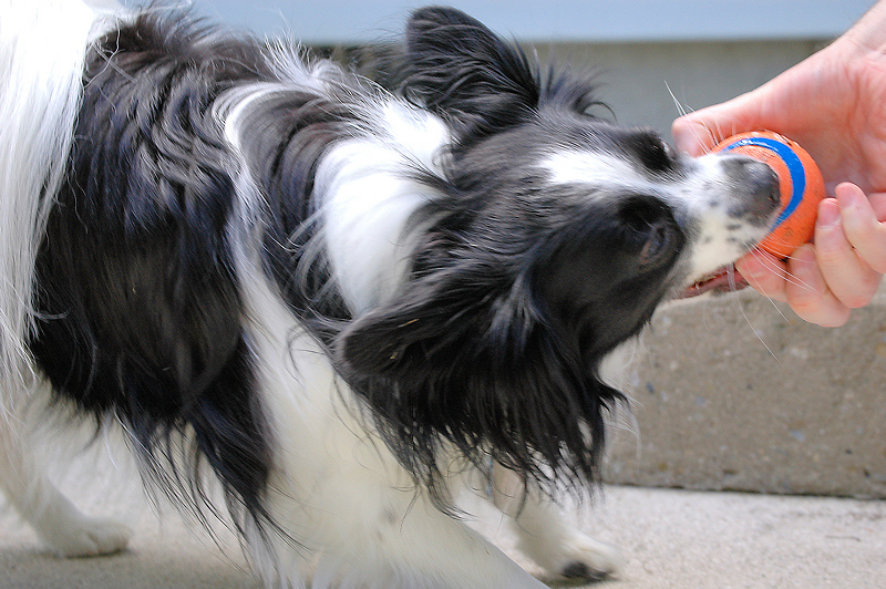 Gizmo won't give up that darn ball without a struggle!