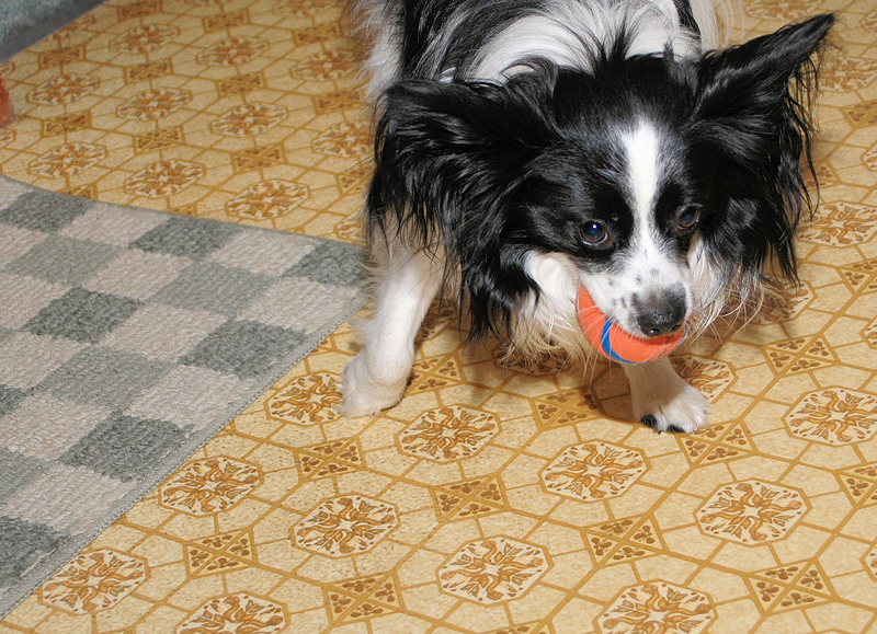 Gizmo in the kitchen still looking for a partner to play with him.