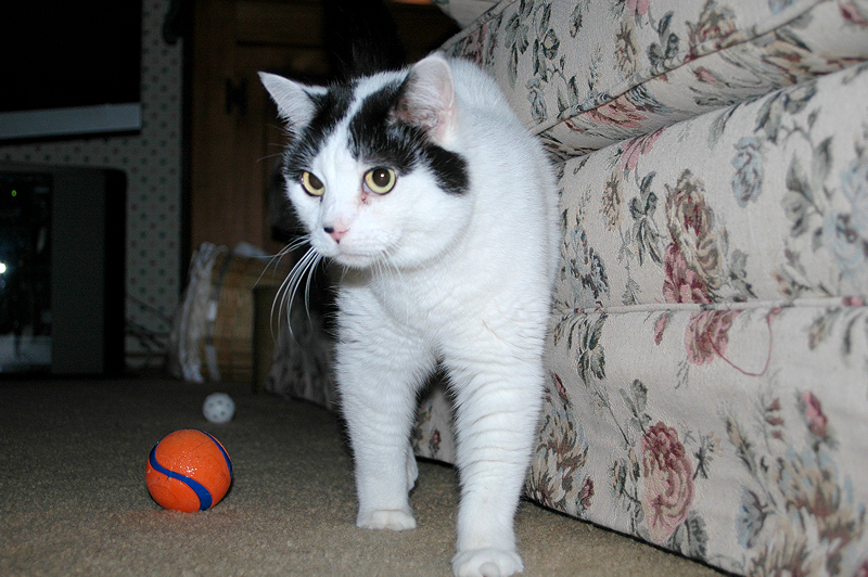 I'll pay you $100 if you can get Herman, Gizmo's new kitty pal, to fetch the ball.
