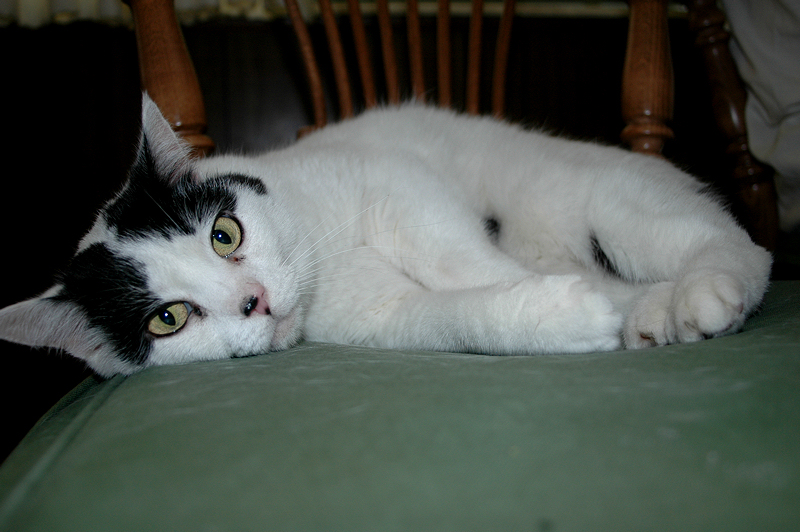 Herman has no teeth - well, maybe one or two.  He's a rescue cat who is also a fur dispenser.